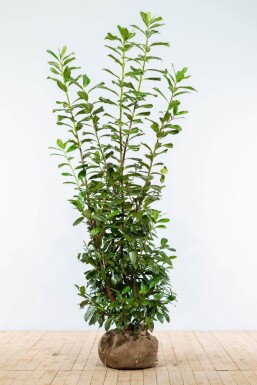 Prunus laurocerasus 'Novita' 175-200 cm