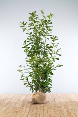 Prunus laurocerasus 'Novita' 200-225 cm