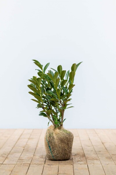 Prunus laurocerasus 'Otto Luyken' 20-30 cm