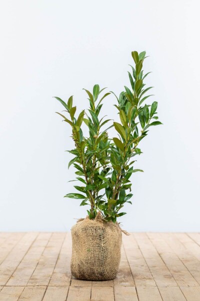 Kirschlorbeer / Prunus Laurocerasus Otto Luyken 30-40 cm Kirschlorbeer / Prunus Laurocerasus Otto Luyken 30-40 cm