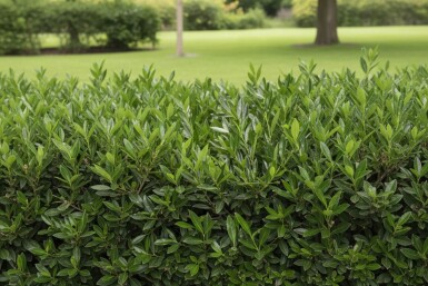 Prunus laurocerasus 'Otto Luyken' 30-40 cm - Rotklump