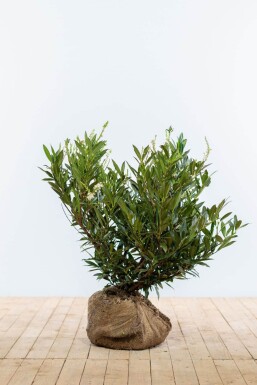 Laurierkers / Prunus Laurocerasus Otto Luyken 50-60 cm