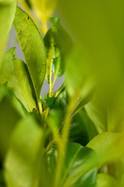 Kirschlorbeer / Prunus Laurocerasus Rotundifolia