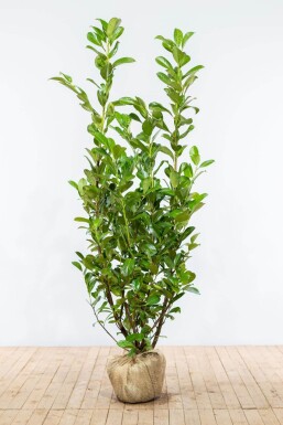 Laurierkers / Prunus Laurocerasus Rotundifolia 150-175 cm