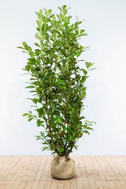 Laurierkers / Prunus Laurocerasus Rotundifolia 175-200 cm