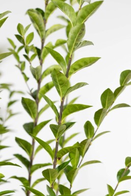 Ligustrum ovalifolium P9 30-40