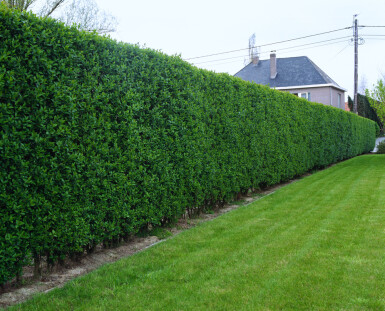 Ligustrum Ovalifolium Ovalblättriger Liguster