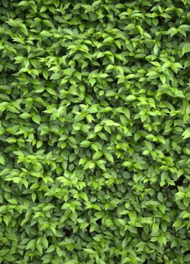 Liguster / Ligustrum Ovalifolium 60-80 cm - Kluit