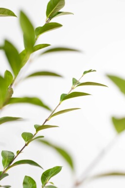 Ligustrum Ovalifolium Ovalblättriger Liguster