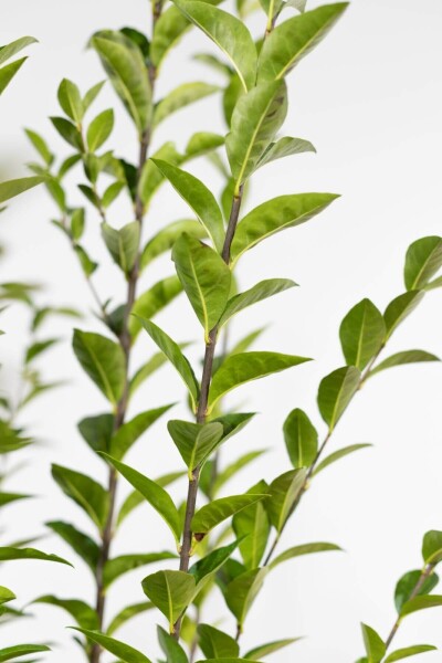 Ligustrum Ovalifolium Ovalblättriger Liguster 150-175 cm