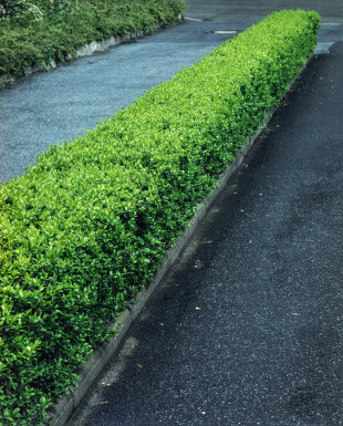 Ligustrum Vulgare Gewöhnlicher Liguster