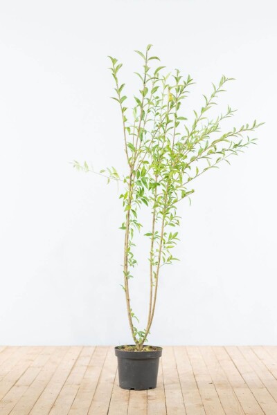 Liguster / Ligustrum Vulgare Wilde Liguster 125-150 cm Liguster / Ligustrum Vulgare Wilde Liguster 125-150 cm
