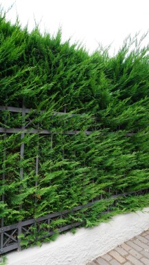 Cypres De Leyland Cupressocyparis Leylandii 60-80 cm - Motte