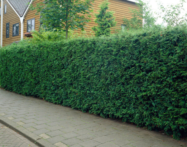 Cipres / Leyland Cupressocyparis Leylandii 100-125 cm - Kluit