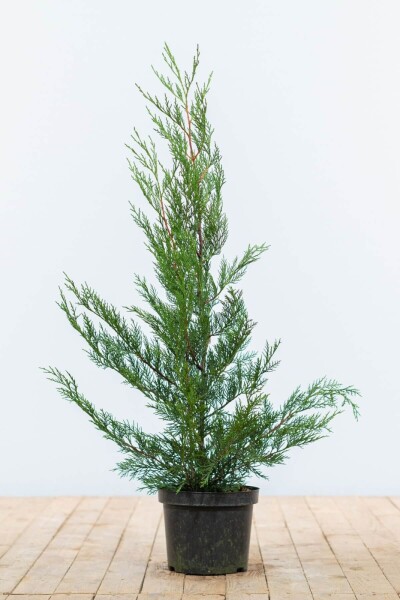 Cupressocyparis leylandii '2001' 60-80 cm Cupressocyparis leylandii '2001' 60-80 cm