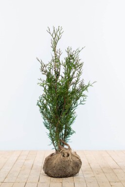 Thuja Plicata Atrovirens 60-80 cm
