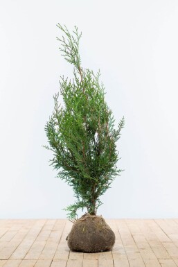 Lebensbaum / Thuja Plicata Atrovirens