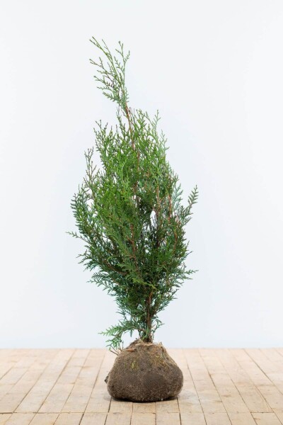 Thuja Plicata Atrovirens 80-100 cm - Kluit