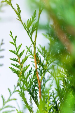 Lebensbaum / Thuja Plicata Atrovirens