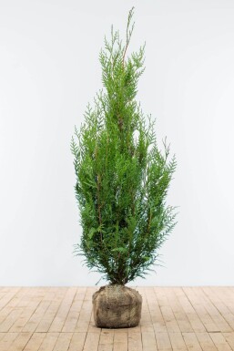 Thuja Plicata Atrovirens 150-175 cm