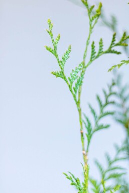 Lebensbaum / Thuja Plicata Atrovirens