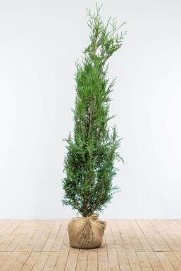 Lebensbaum / Thuja Plicata Atrovirens 175-200 cm