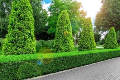 Lebensbaum / Thuja Occidentalis Brabant 225-250 cm