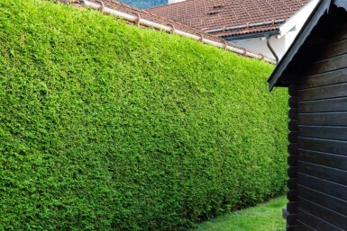 Lebensbaum / Thuja Occidentalis Brabant 225-250 cm