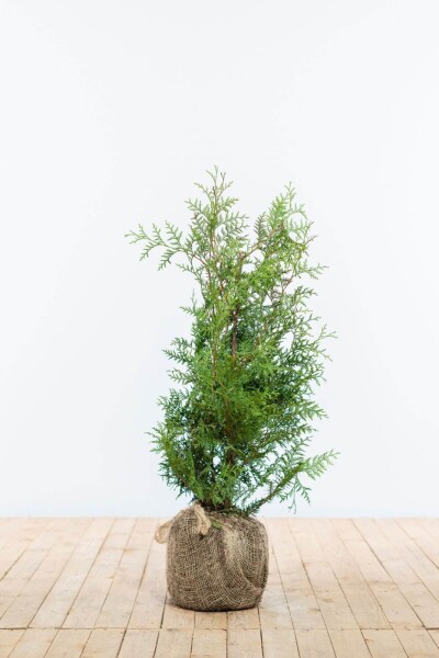 Thuya Occidentalis Brabant 60-80 cm Thuya Occidentalis Brabant 60-80 cm