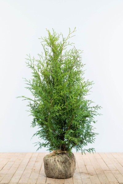 Lebensbaum / Thuja Occidentalis Brabant