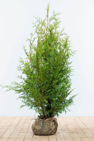 Westerse levensboom Thuja occidentalis Brabant Haag 100-120 Kluit Thuja Occidentalis Brabant 100-120 cm