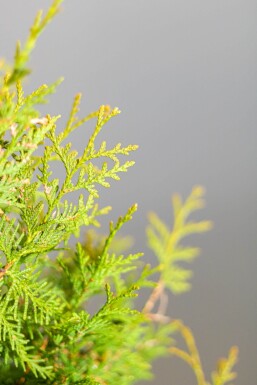 Lebensbaum / Thuja Occidentalis Brabant