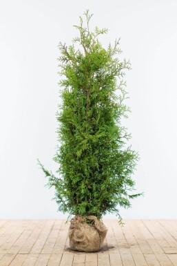 Lebensbaum / Thuja Occidentalis Brabant