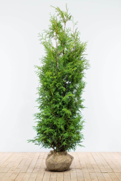 Lebensbaum / Thuja Occidentalis Brabant