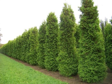 Lebensbaum / Thuja Occidentalis Brabant