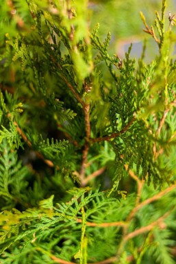 Lebensbaum / Thuja Occidentalis Brabant