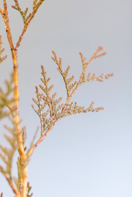 Lebensbaum / Thuja Plicata Excelsa