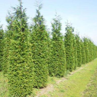 Thuja Plicata Excelsa 60-80 cm