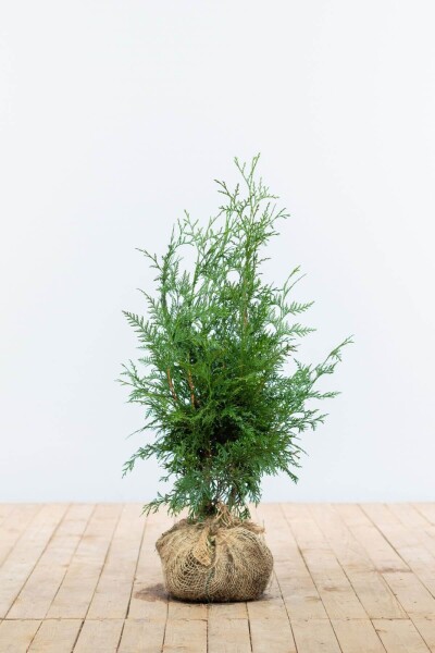 Lebensbaum / Thuja Plicata Excelsa 60-80 cm