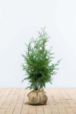 Thuja Plicata Excelsa 60-80 cm