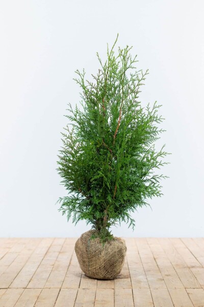Lebensbaum / Thuja Plicata Excelsa 80-100 cm Lebensbaum / Thuja Plicata Excelsa 80-100 cm
