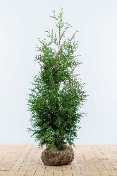 Lebensbaum / Thuja Plicata Excelsa 100-125 cm