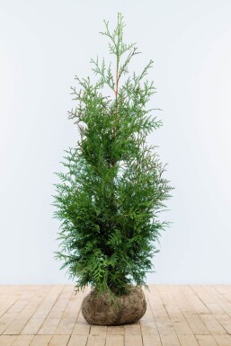 Thuja Plicata Excelsa 100-125 cm