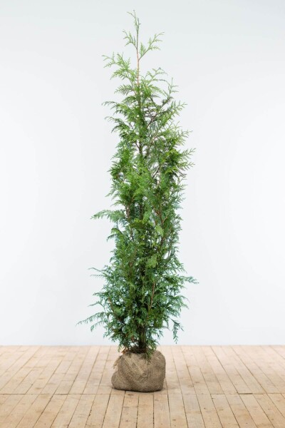 Lebensbaum / Thuja Plicata Excelsa 125-150 cm