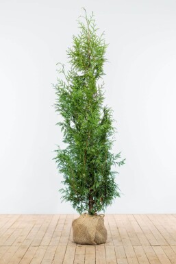 Lebensbaum / Thuja Plicata Excelsa