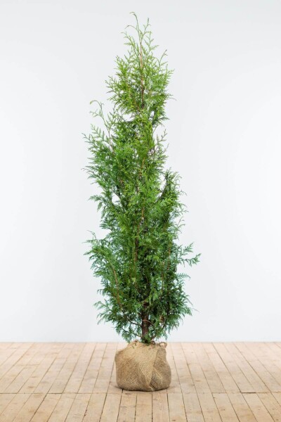 Lebensbaum / Thuja Plicata Excelsa 150-175 cm