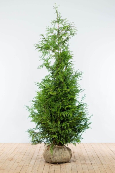 Lebensbaum / Thuja Plicata Excelsa 175-200 cm