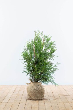 Lebensbaum / Thuja Plicata Martin