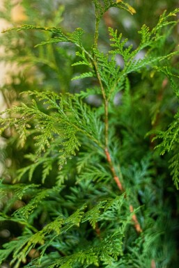 Lebensbaum / Thuja Plicata Martin