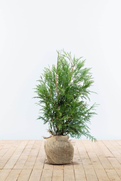 Lebensbaum / Thuja Plicata Martin 60-80 cm